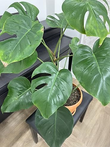 деликатес: Монстера делициоза (Monstera deliciosa) в горшке - Эффектное — 4