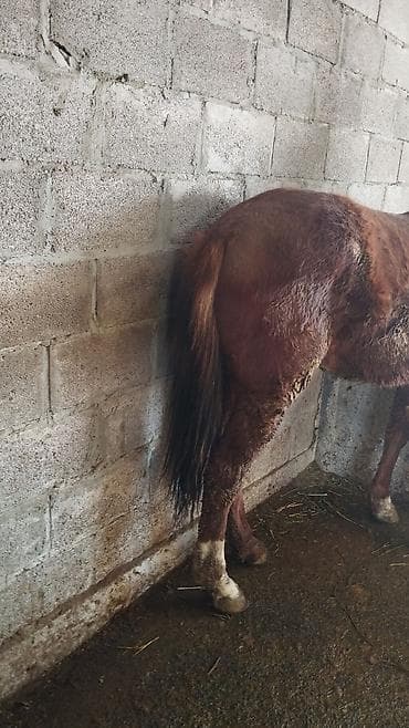 лошит: Продаю | Жеребец — 1