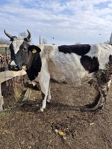 Башка жаныбарлар: Сатам | Уй (ургаачы) | Көбөйтүү үчүн — 5