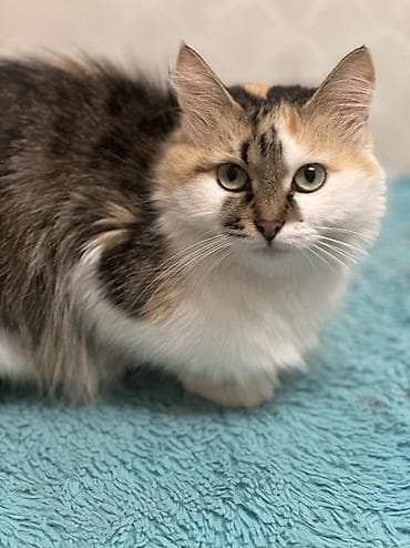 сибирский лайка: Если не готовы потратится на лоток наполнитель когтеточку просьба — 7