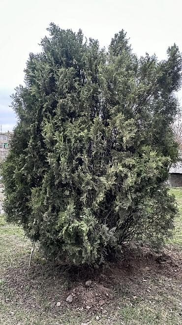 другие комнатные растения: Можжевельник декоративный (хвойный куст/дерево для сада) - Пышная — 1