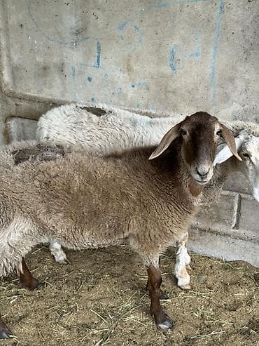 ечки кой: Продаю | Овца (самка), Баран (самец) — 1