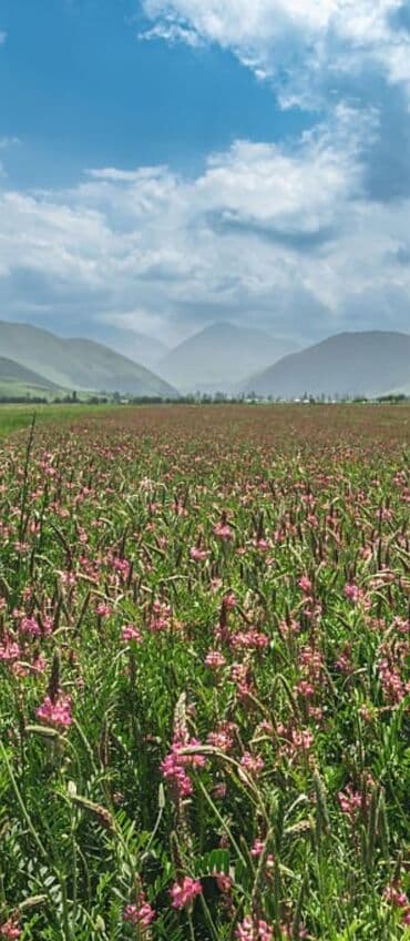 розмарин свежий купить бишкек: Семена цветка — 10