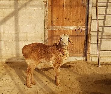 британская кошка бишкек: Продаю | Ягненок, Баран (самец) | Арашан — 1