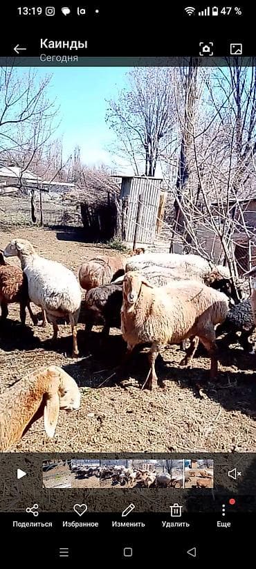 баран меренос: Продаю | Овца (самка) | Для разведения | Матка — 7