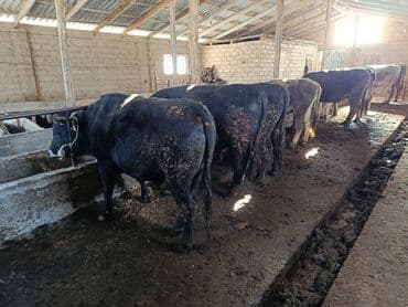 Уйлар, букалар: Сатам | Бука (эркек) | Бордоп семиртүү үчүн — 5