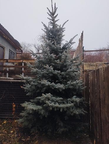 Сейфтер: Көчөттөр дарактардын: Карагайлар — 2