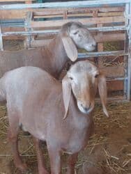 дом для животных: Кочкоры Арашаны линия Широкого разрез хвоста есть 5 месец по матери — 16