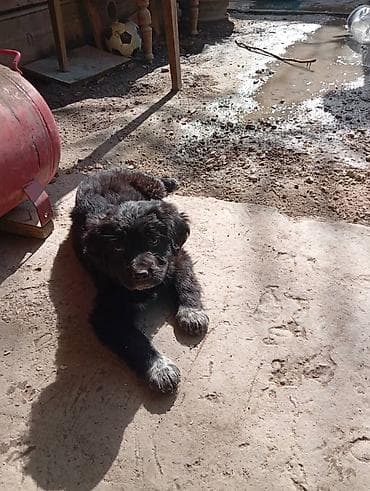 german shepherd: Отдам кутят в добрые руки. Мама-спаниель.Отец Дворняжка — 5