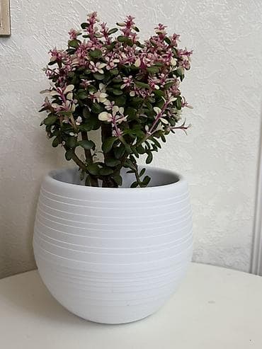 комнатные жалюзи: Суккулент «Крестовник (Portulacaria afra) вариегатная форма» в — 2