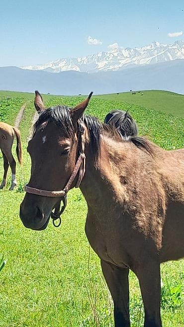 масло ош: Чиркегич, Special trailer — 2