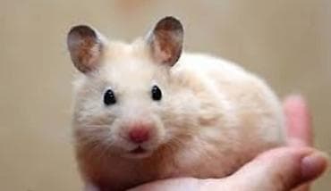 cat chow: Хомячки декоративные разных пород и окрасов - В наличии джунгарики — 3