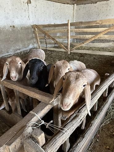 гуси линда: Продаю | Овца (самка) — 1