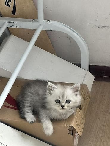 Отдам даром кошку: Скотиш Фолд (Шотландская вислоухая), 1 месяц, Девочка, Серебристая шиншилла, Приучена к лотку — 3