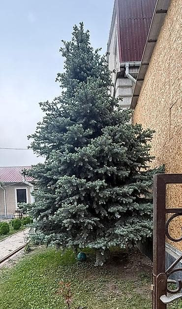Ель голубая (Picea pungens ‘Glauca’) — взрослое декоративное дерево — 2