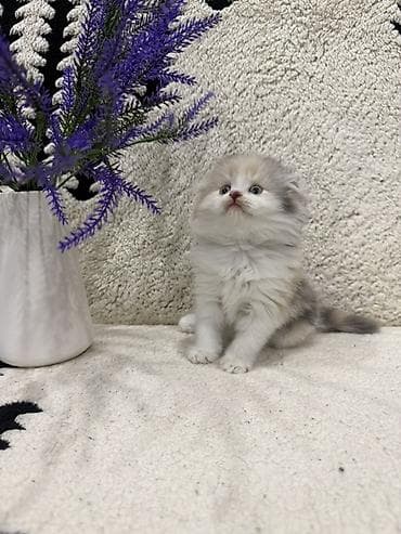 Кошки: Скотиш Фолд (Шотландская вислоухая), 2 месяца, Девочка, Приучена к лотку — 6