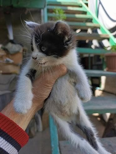 Отдам даром кошку: Милые игривые котята.Отдам даром — 5