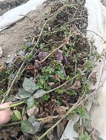 крупа: Саженцы ежевики (бесшипные сорта). Сорт Лох Нес Количево 1000 — 6