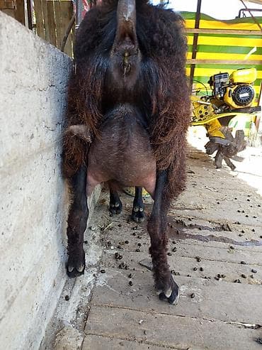 кукуруза красная речка: Продаю | Коза (самка) | Для молока | Племенные — 2