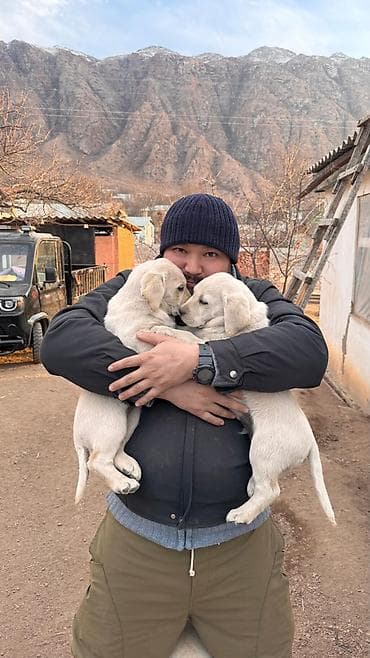 Ит кууту: Щенки лабрадора ретривера, палевого окраса. - Порода: лабрадор — 2