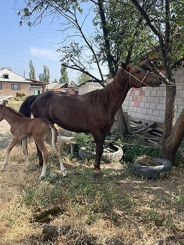 пони животные: Продаю | Кобыла (самка) | Для разведения | Племенные — 4