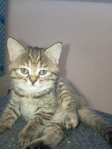 Шотландский котенок прямоухий. Возраст 1,5 месяца, девочка. Приучена к — 2