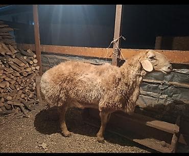 Животные: Продаю | Овца (самка) | Для разведения | Племенные — 2