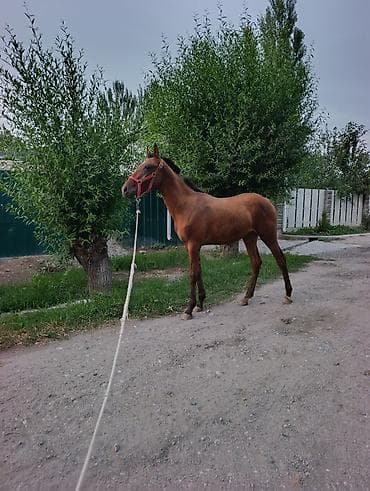 Продаю | Конь (самец), Жеребец, Жеребенок | Полукровка, Английская | Для разведения, Конный спорт at lalafo.kg Продаю | Конь (самец), Жеребец, Жеребенок | Полукровка, Английская | Для разведения, Конный спорт