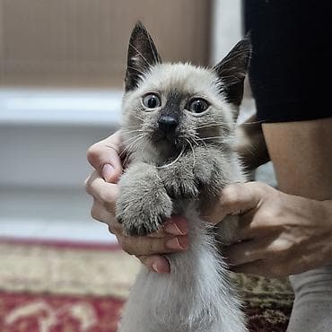 Сиам, 2 айлык, Ургаачы, Шоколад, Лотокко барууга үйрөтүлгөн — 3