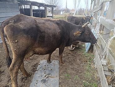 собаки хаски щенки: Продаю | Корова (самка) | Для молока | Привязанные — 5