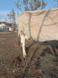 оборудование для корма: Продаю | Корова (самка) | На откорм, Для молока, Для разведения — 6