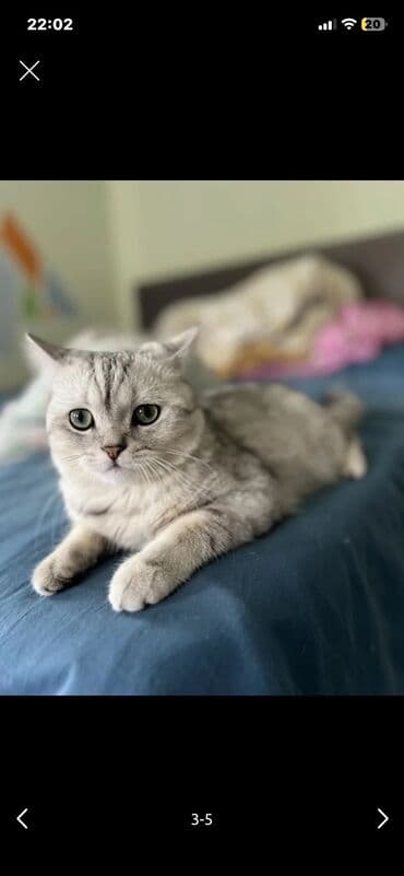 британский короткошерстный кот: Скотиш Страйт (Шотландская прямоухая), 1 год, Мальчик, Серебристая шиншилла, С документами — 6