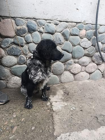 американский спаниель: Спаниель, 4 месяца, Самец, С прививкой — 2