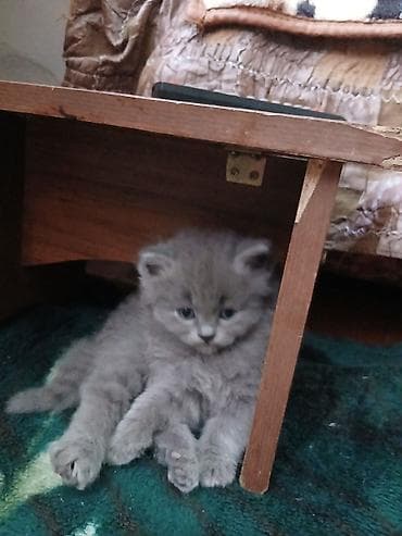 коты бесплатные: Кошка даром: Беспородная, 3 месяца, Девочка, Приучена к лотку, Проглистована — 5