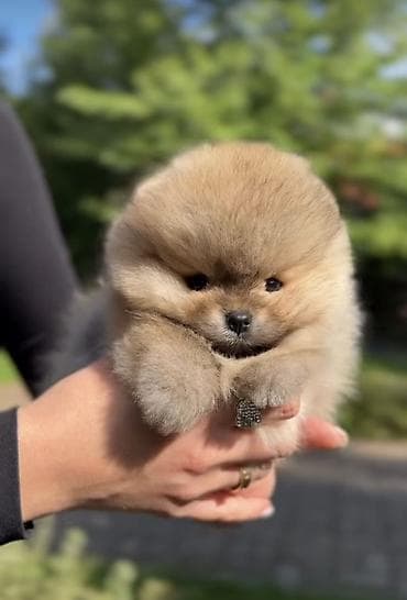 Продажа собак: Шпиц, 1 месяц, Самка, С прививкой, С родословной — 4