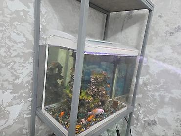 карп сазан амур: Аквариумный комплект с крышкой и подсветкой -Завадской аквариум 60 — 2