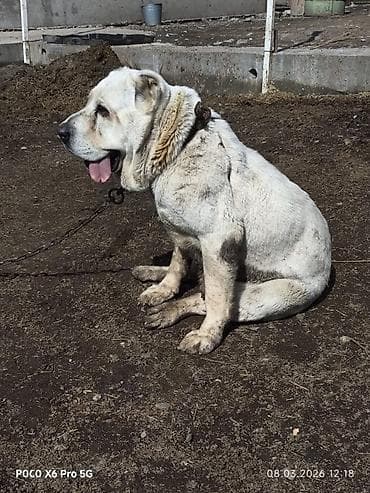 палтарашка тай: Срочно ❗ 
продаётся 
очень крупная Самка 
для Охраны — 3