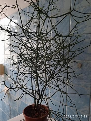 фикус лировидный: Молочай тирукалли (Euphorbia tirucalli), он же «карандашное — 1