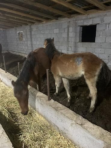 пододеяльник бишкек: Тайлар 55деп атам — 2