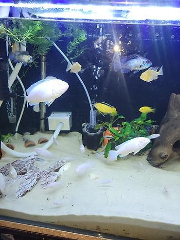 аквариумные черепахи мини: Цихлиды альбиносы для домашнего аквариума белый принцы и попугай — 6