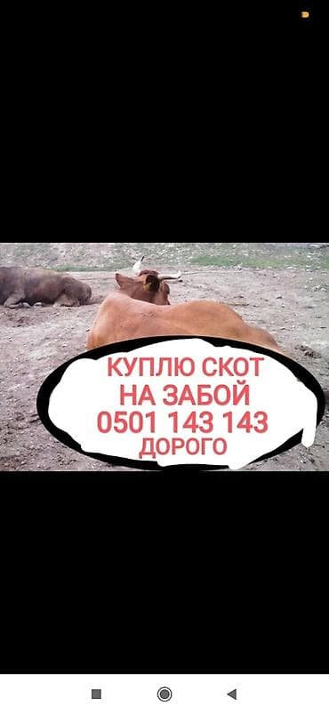 Частное лицо, Колбасный цех : Коровы, быки, Лошади, кони, Другие с/х животные, | Круглосуточно, Любое состояние, Забитый