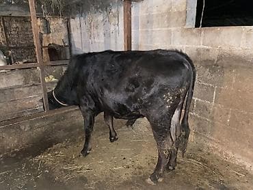 самый лучший сильный умный собака: Продаю | Бык (самец) | Полукровка, Алатауская, Швицкая | На откорм | Осеменитель — 6