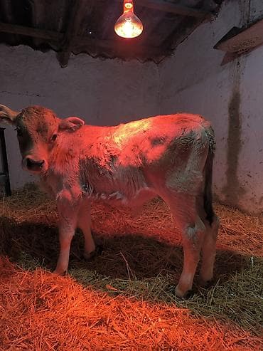 Ветеринар кызматы: Сатам | Бука (эркек) | Швиц | Бордоп семиртүү үчүн | Жасалма уруктандырылган — 1