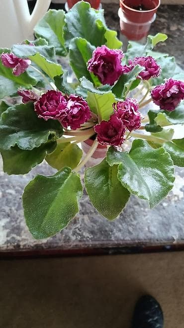 Үй жана бакча: Сортовые фиалки С цветочками по 300с Без цветочков 250с Детки по 150с — 4