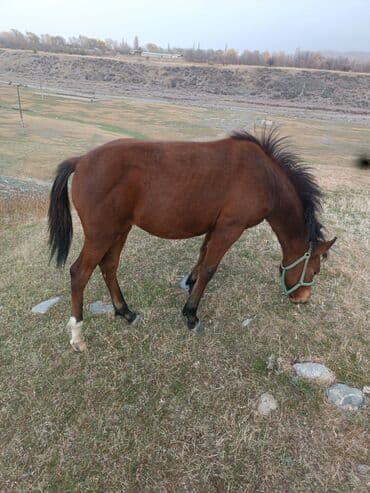 сколько стоит лабрадор щенок: Сатам | Тай | Жумушка — 6