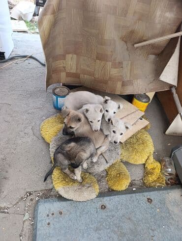 в какой приют можно отдать собаку: Щенки метисы Восточно-сибирская Лайка+Дворняжка, помёт из 5 малышей — 3