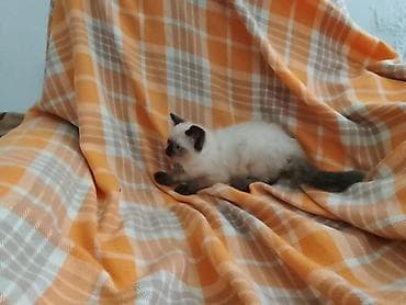 Животные: Тайская, 2 месяца, Девочка, Серый, Приучена к лотку — 3