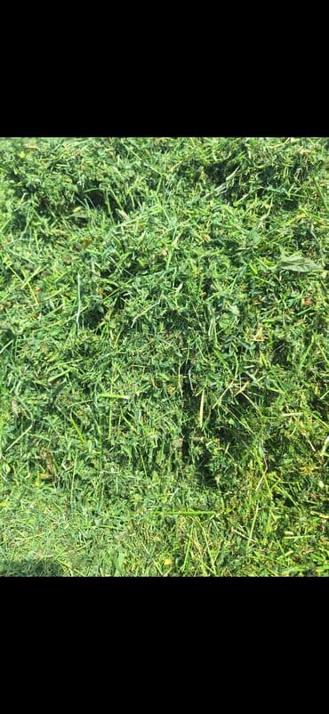 сухой корм для кошек оптом: Продаю сенаж отличного качества с чистой подвяленной люцерны, росыпью — 3