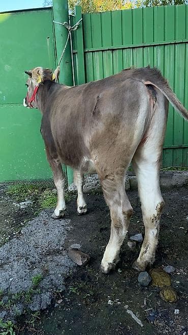 бычок порода: Продаю | Тёлка | Швицкая | Для разведения | Нетель — 6