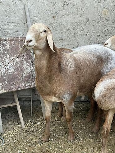 сколько стоят козы: Продаю | Баран (самец) — 1